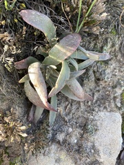 Dudleya abramsii abramsii