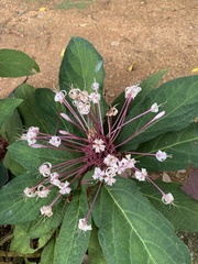 Clerodendrum quadriloculare
