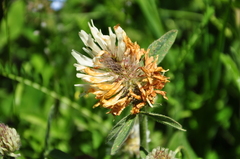Trifolium trichocephalum