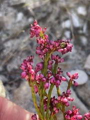 Erica rhopalantha