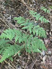 Histiopteris