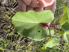 Ipomoea asarifolia
