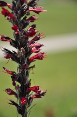 Pontechium maculatum