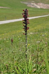 Pontechium maculatum