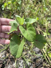 Ipomoea asarifolia
