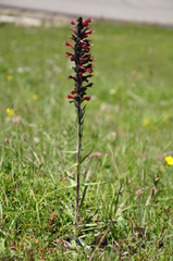 Pontechium maculatum