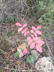Pistacia terebinthus