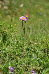 Erigeron caucasicus