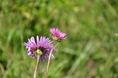 Erigeron caucasicus