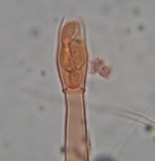Phialoascus