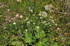 Trifolium trichocephalum