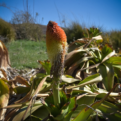 Kniphofia northiae