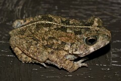 Sclerophrys pusilla