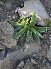 Dudleya cymosa