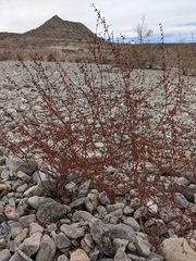 Eriogonum deflexum