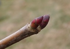 Davidia involucrata