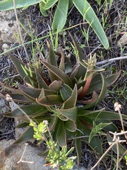 Dudleya lanceolata
