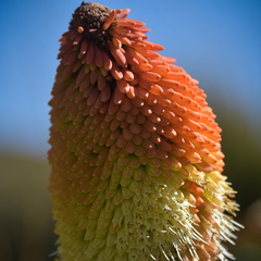 Kniphofia northiae