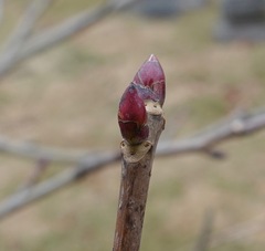 Davidia involucrata