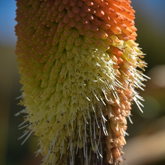 Kniphofia northiae