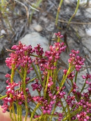 Erica rhopalantha
