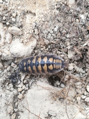 Porcellio ornatus