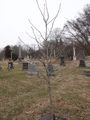 Davidia involucrata