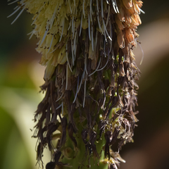 Kniphofia northiae