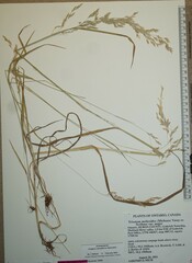 Graphephorum melicoides