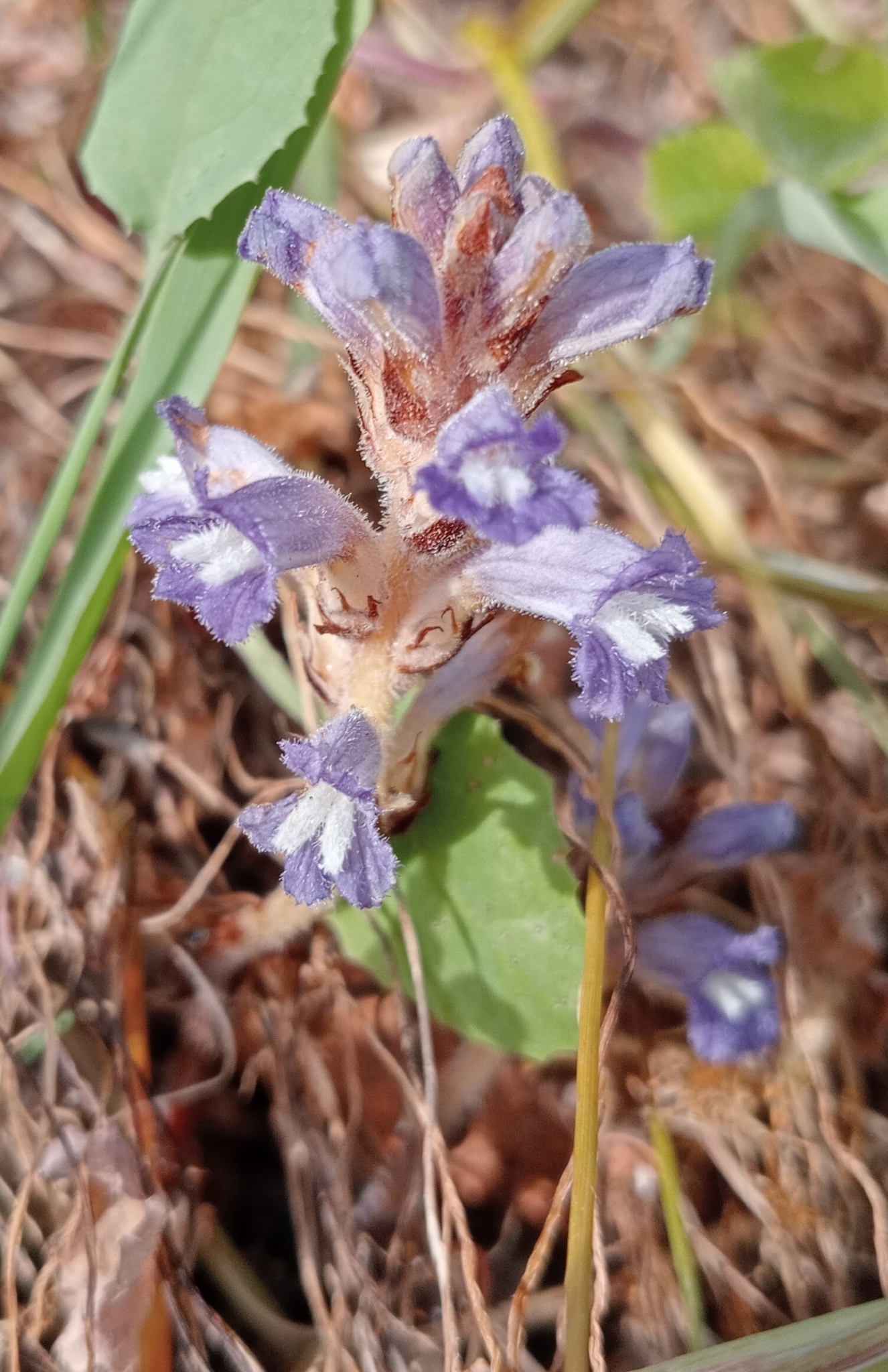 Raetzel Phelipanche mutelii var. nana (Reut.) Uhlich & Rätzel
