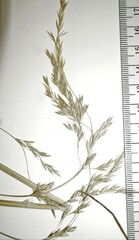 Graphephorum melicoides