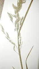 Graphephorum melicoides