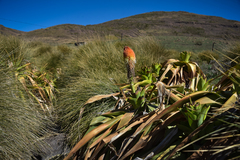 Kniphofia northiae