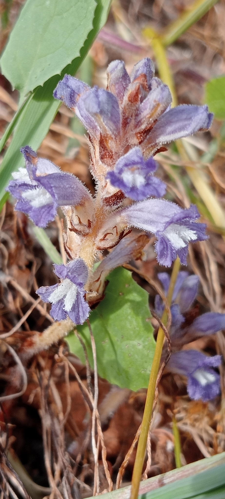 Raetzel Phelipanche mutelii var. nana (Reut.) Uhlich & Rätzel