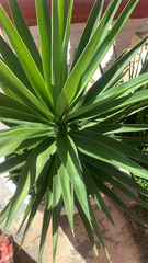 Yucca gigantea