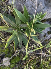 Dudleya lanceolata