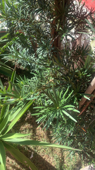 Podocarpus macrophyllus