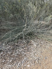 Asclepias subulata