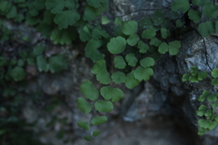Adiantum capillus-veneris