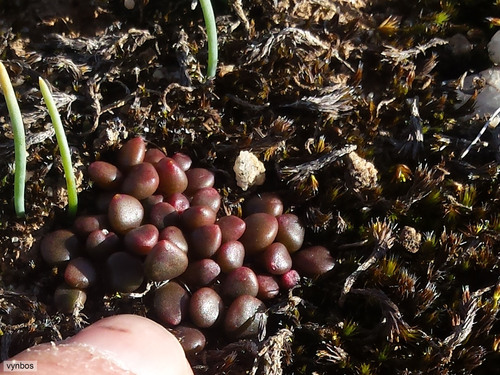 Anacampseros comptonii