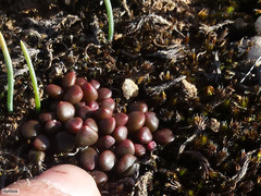 Anacampseros comptonii