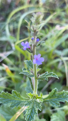 Verbena canescens