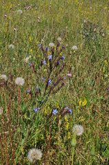 Anchusa azurea