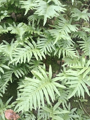 Polypodium cambricum
