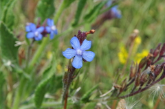 Anchusa azurea
