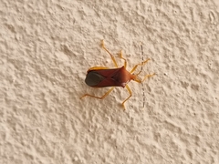 Anasa varicornis