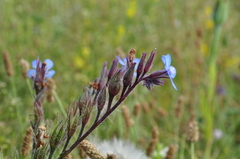 Anchusa azurea