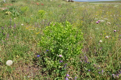 Centaurea polypodiifolia