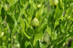 Centaurea polypodiifolia