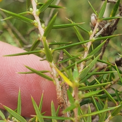 Ericaceae
